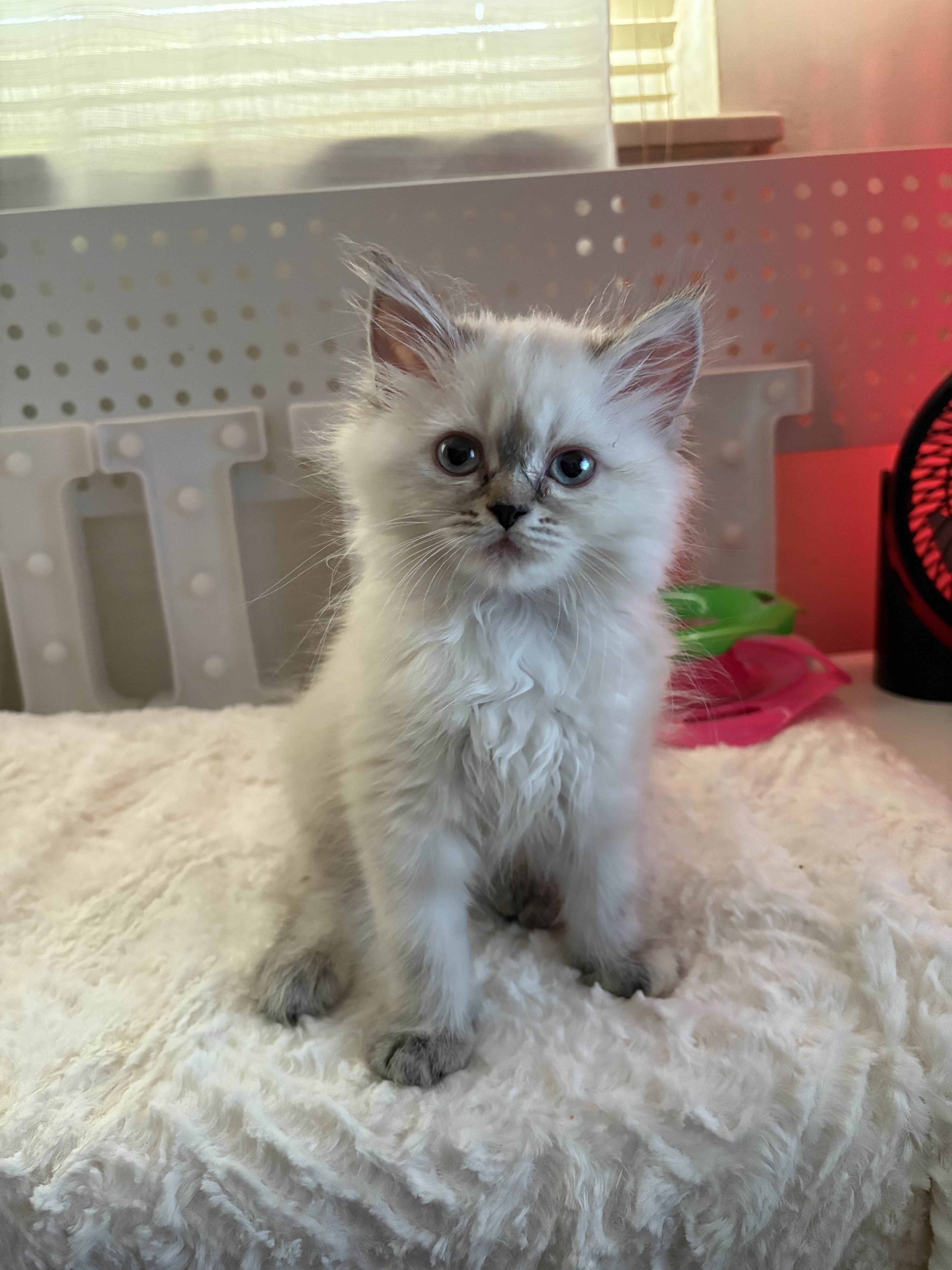 Bella the kitten