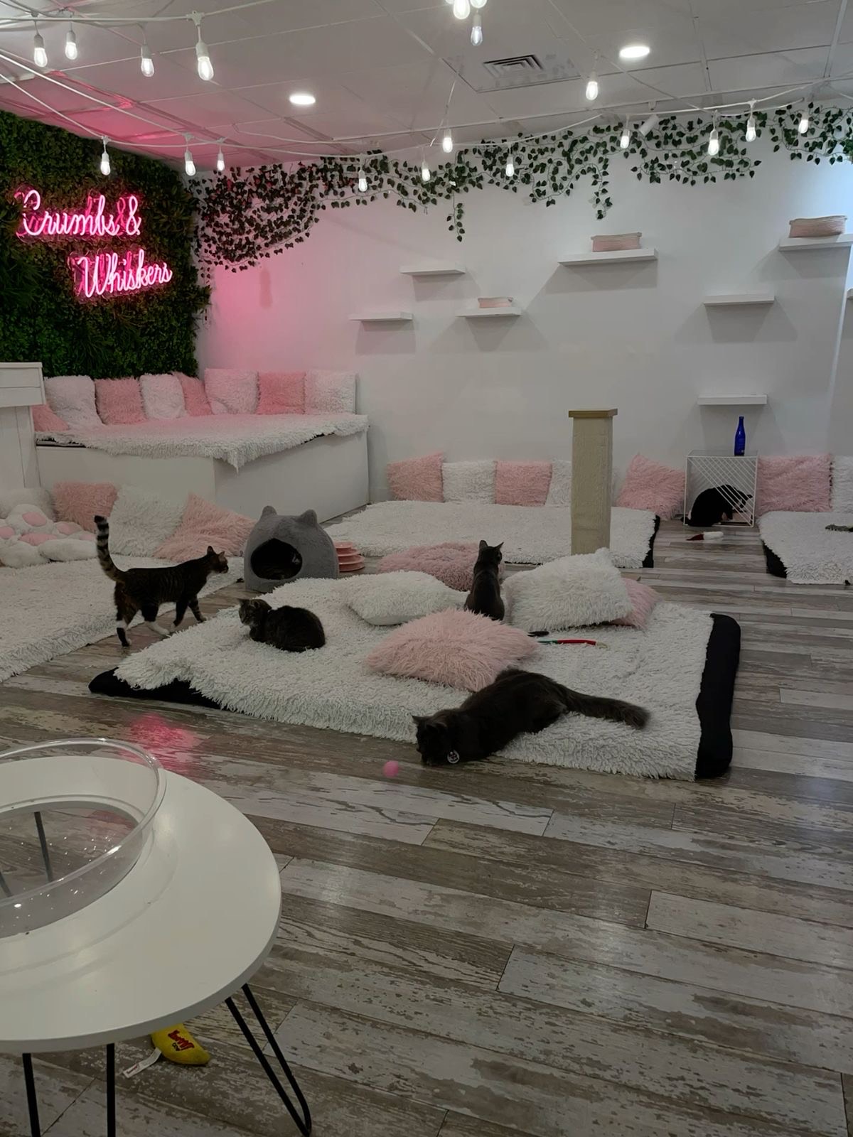 Café interior with cats
